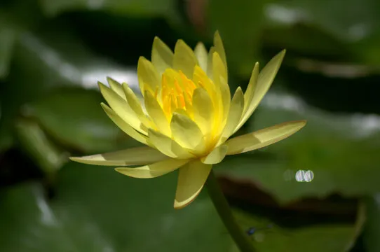 澳门六合彩 数据分析图